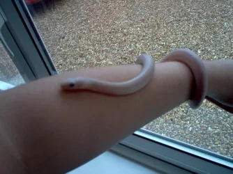 snake_3.webp snake_3.webp