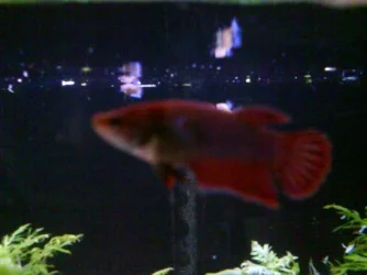 DSC00244.webp
