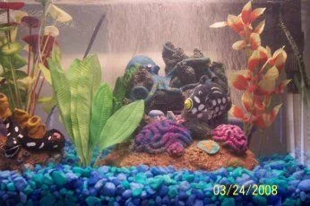 aquarium_resize.webp