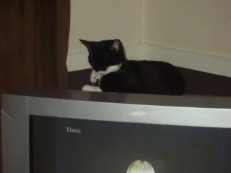 poppycat_003a.webp poppycat_003a.webp