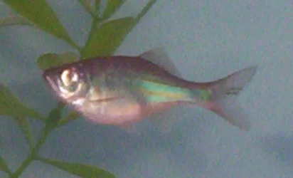 Preg._Danio__1_.webp Preg._Danio__1_.webp
