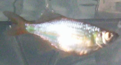 Preg._Danio__2_.webp Preg._Danio__2_.webp