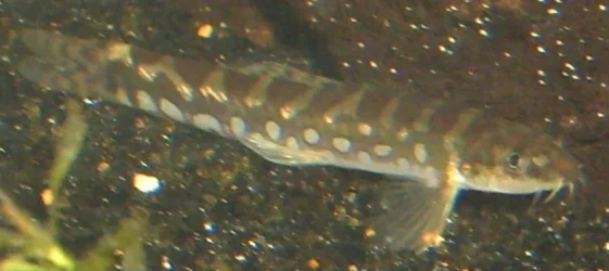 4_17_08_loaches_006.webp