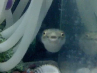 Puffy_2.webp
