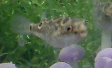 Puffy_3.webp