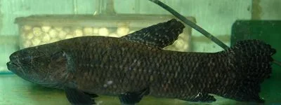 hoplias_lacerdae_2.webp