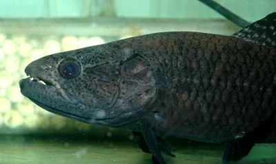 hoplias_lacerdae_4.webp