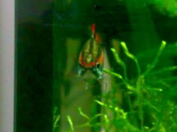 Nannostomus_mortenthaleri2.JPG