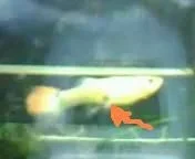 gravid_spot_1_.webp