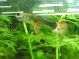 gravid_spot_2_.webp
