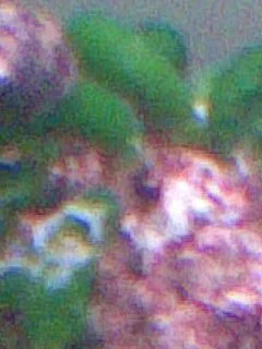 Sea_urchin.webp