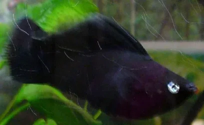 velvet_fin.webp