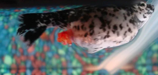 fish2.webp