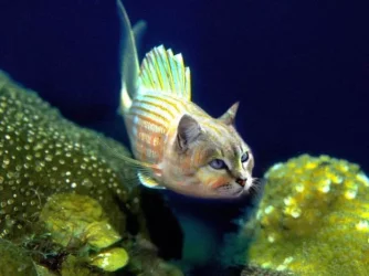 catfish2.webp