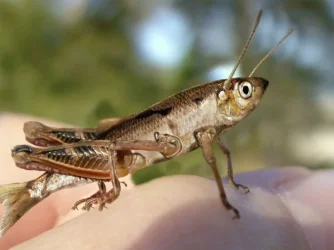gambusia_hopper.webp