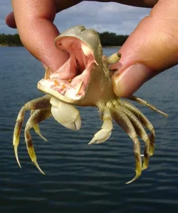 hippo_crab.webp