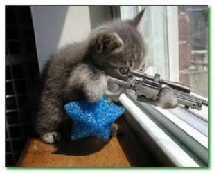 kitty_and_gun.jpg