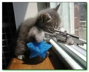 kitty_and_gun.webp