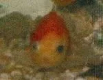 tweety_baby.webp