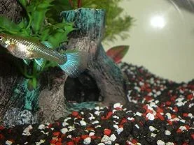 guppies_003_resized.webp