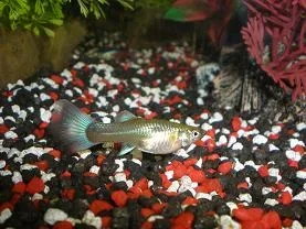 guppies_007_resize.webp