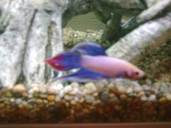 Image027.jpg Image027.jpg