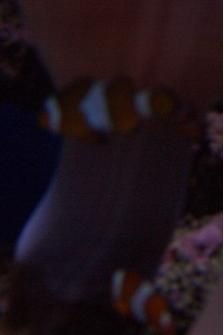 nemo.JPG