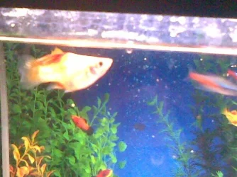 Image007.webp