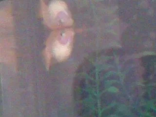 Image019.webp