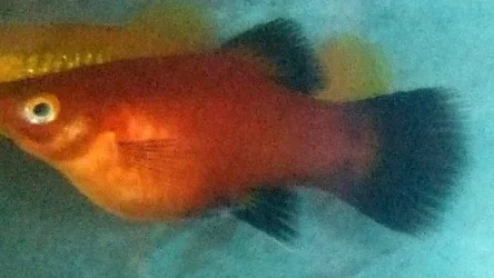 fish1.webp