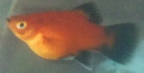 fish3.webp