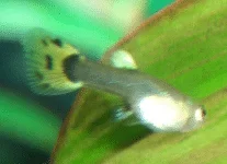 guppy1.webp