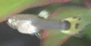 guppy2.webp