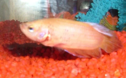 betta_1.webp