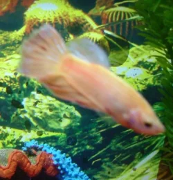 small_betta_2.webp