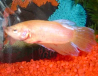 small_betta_3.webp