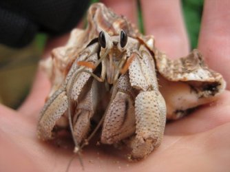 crab_2.jpg