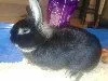 bunny.webp