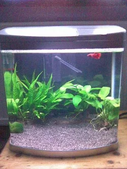 Fish__.webp