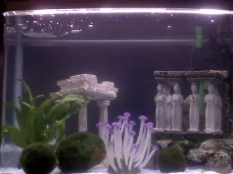 Puffer_home...webp