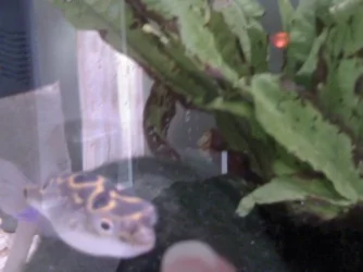puffer1.webp