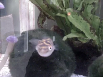 puffer2.webp