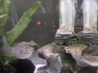 puffer3.webp