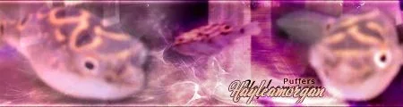 Hayleamorgan_sig.webp