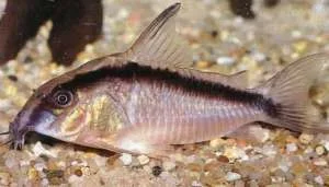 arcuatus2_1_.webp