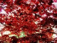 Tree_edit.__Large___Small_.webp