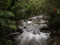 moss2.webp