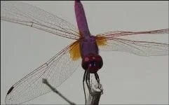 Dragonfly__Small_.webp