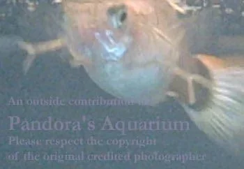 anchorworm2_jj4himsympaticoca.webp