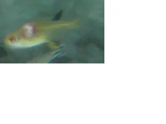 untitled3.webp